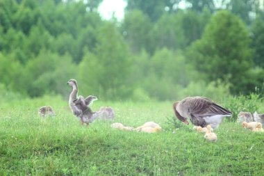 kazlar çayır üzerinde uçuş