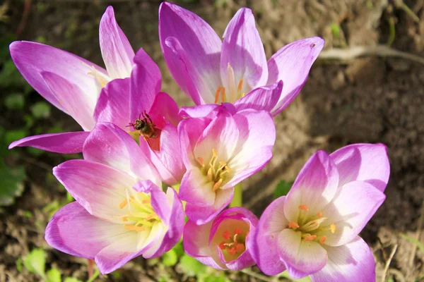 Розовые цветы Colchicum autumnale — стоковое фото