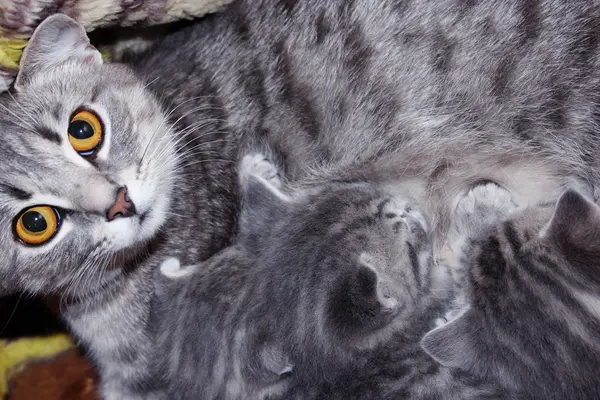 Gato com gatinhos de raça reta escocesa — Fotografia de Stock