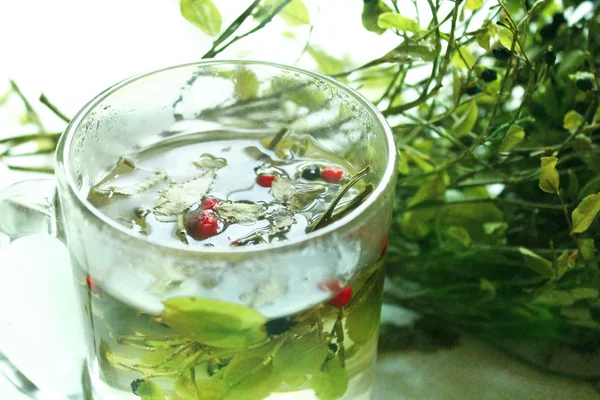 Čaj z listů a plodů borůvky a Klanopraška — Stock fotografie