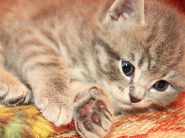 İskoç düz doğurmak küçük kedicik