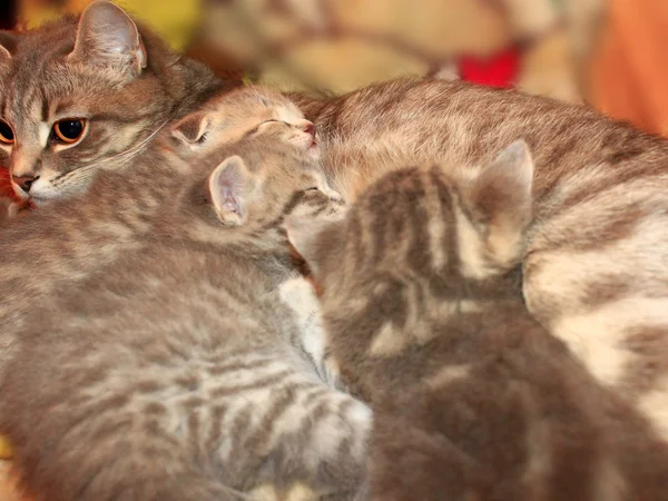 Gato com gatinhos de raça reta escocesa — Fotografia de Stock