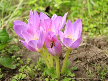 Colchicum autumnale pembe çiçekler