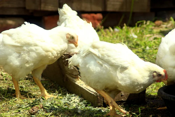 Hens eat on the poultry farm — Stock Photo, Image