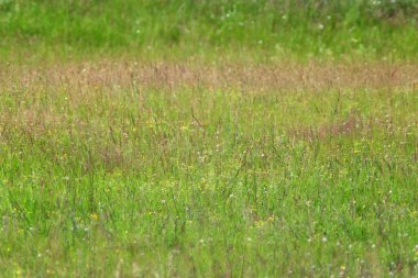 çayır ile yeşil çimen