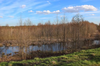bahar manzara pek çok ağaçlar ve gölet