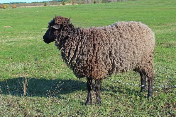 Πρόβατο που βόσκει στο γρασίδι — Φωτογραφία Αρχείου