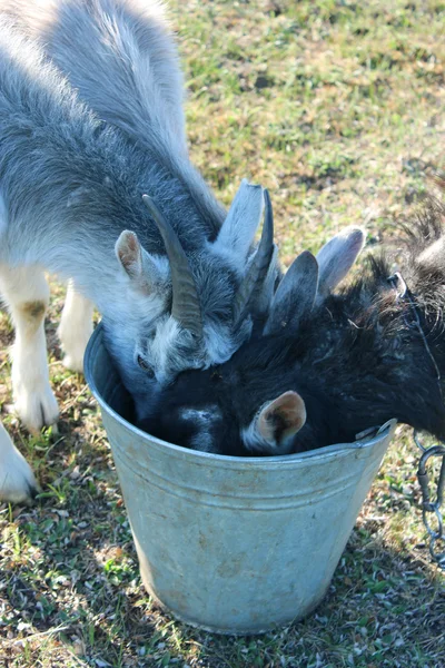 Козы пьют воду из ведра — стоковое фото