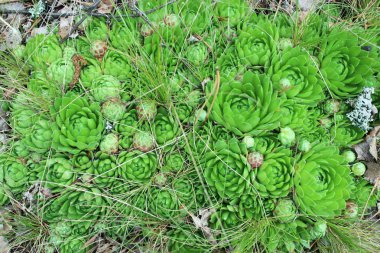 Sempervivum yeşil çiçekler