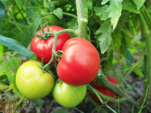 Tomates vermelhos e verdes no arbusto — Fotografia de Stock