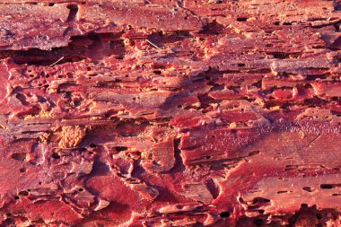 çam kabuğu uzak ortak mobilya böceği tarafından yedi