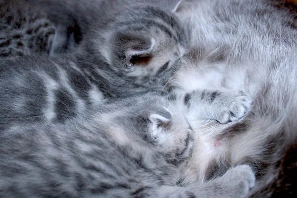 İskoç düz ırk yavru kedi ile kedi — Stok fotoğraf