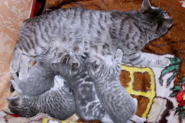 Gato com gatinhos de raça reta escocesa — Fotografia de Stock