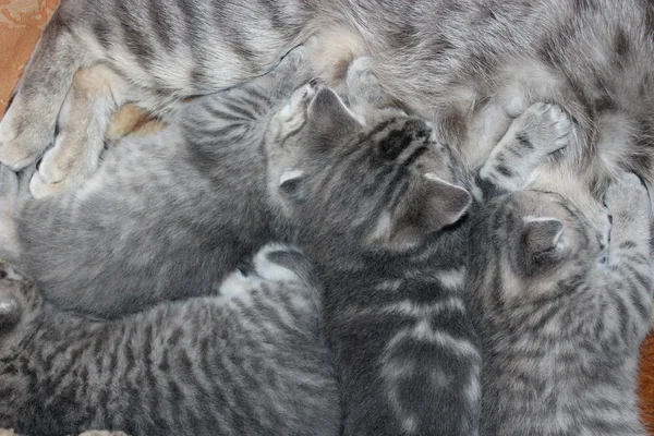 Chat avec chatons de race droite écossaise — Photo