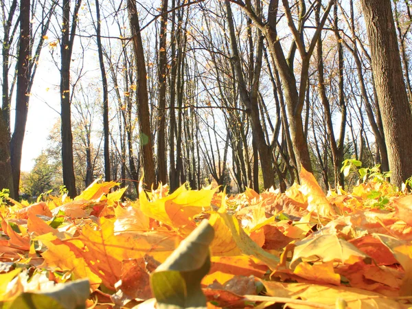 Parco autunnale con foglie — Foto Stock