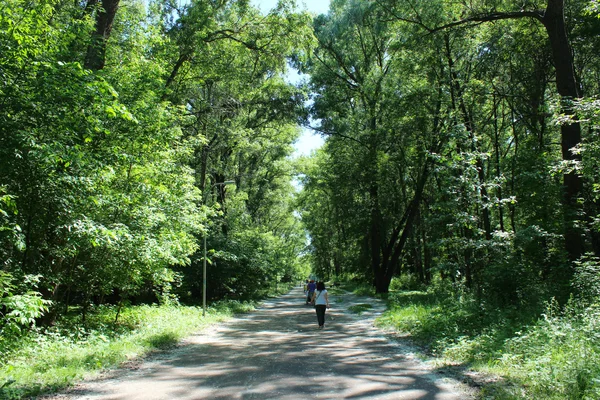 Люди відпочивають в парку з деревами і тополя вниз — стокове фото