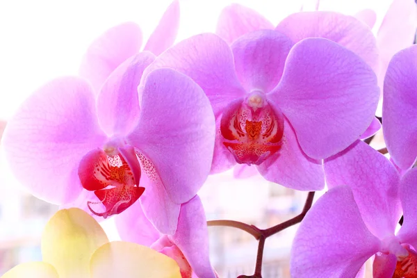 Hermosa orquídea rosa floreciente — Foto de Stock