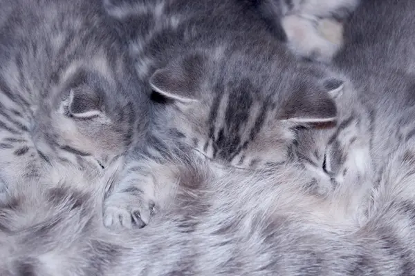 Gatinhos de escocês em linha reta — Fotografia de Stock