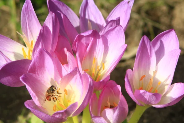 Abeja en la flor rosa del colchicum otoñal —  Fotos de Stock