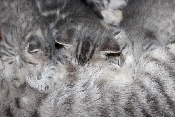 Pequeño gatito de escocés doblez —  Fotos de Stock