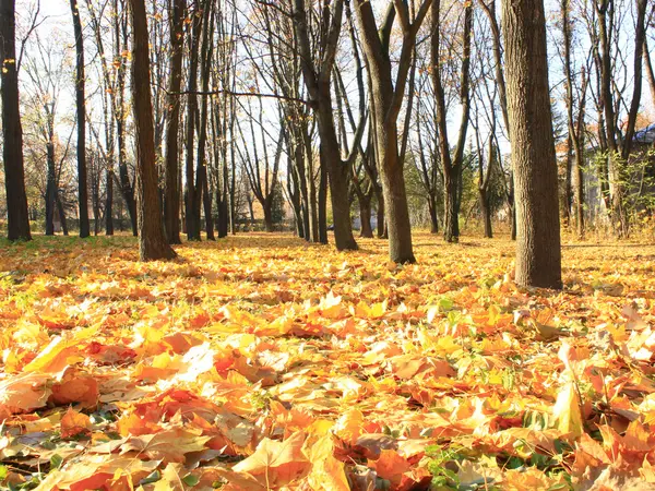 Foglie gialle a terra nel parco autunnale — Foto Stock