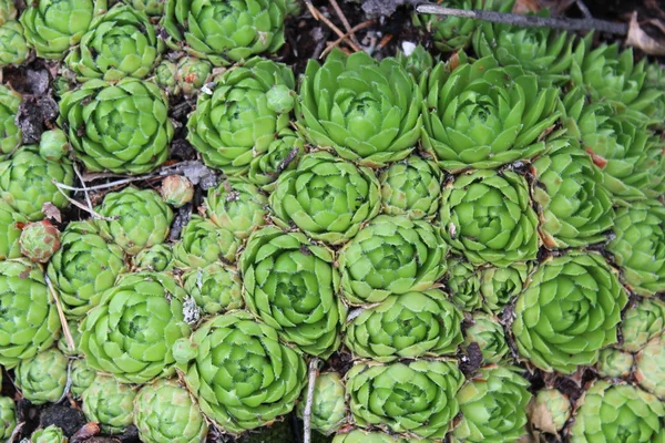 Sempervivum フォレスト内の緑の花 — ストック写真