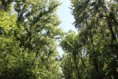 aşağı kavak ağaçları