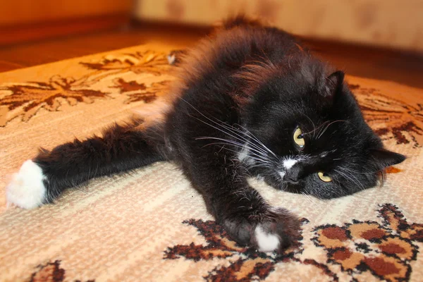Fekete macska határozza meg a szőnyeg — Stock Fotó