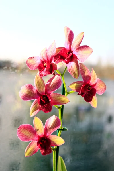 Tak van de bloeiende roze orchidee — Stockfoto