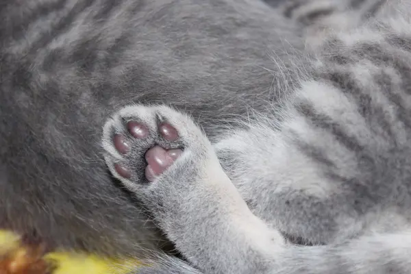スコティッシュ ・ フォールドの小さな子猫の前足 — ストック写真