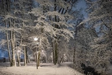 Şehir parkında taze şehir karı, kış, Polonya, Krakow