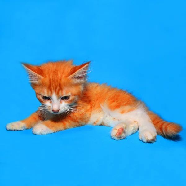 Χαριτωμένο μικρό γατάκι τζίντζερ — Φωτογραφία Αρχείου