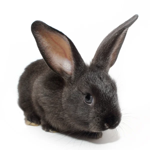 Cute black rabbit — Stock Photo, Image