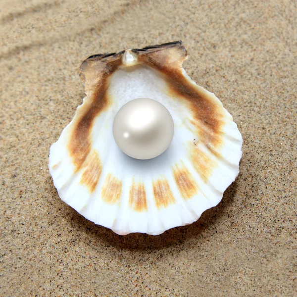 Sea shell with pearl — Stock Photo, Image