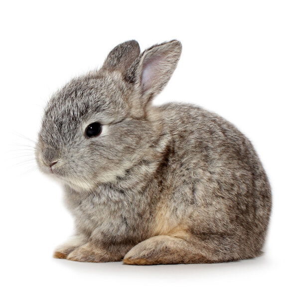 Милый кролик-портрет
