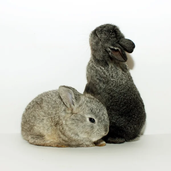 2 つの小さなウサギのウサギ — ストック写真