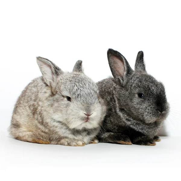 Zwei kleine graue Kaninchen — Stockfoto