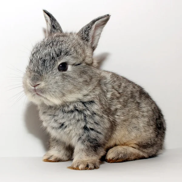 Niedliche kleine graue Kaninchen Mädchen — Stockfoto