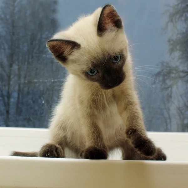 Leuk weinig siamese katje — Stockfoto