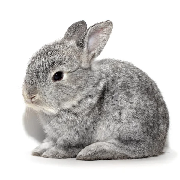 かわいい灰色ウサギ女の子 — ストック写真