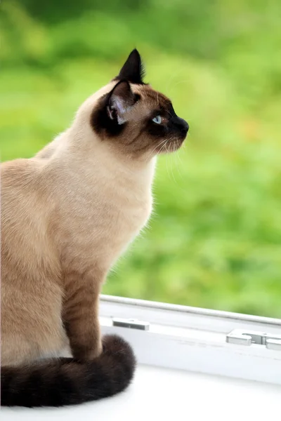 Lindo gatito siamés —  Fotos de Stock