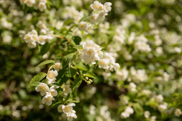 Jasmijnbloem groeit op de struik in de tuin, bloemige achtergrond.Mooie bloeiende tak van jasmijn.Bloeiende witte bloemen.selectieve focus — Stockfoto