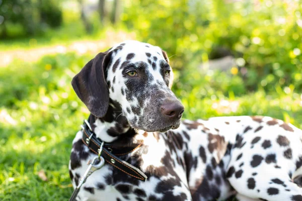 Portrait of beautiful dalmatian bitch on the garden.cute puppy Dalmatian for a walk in the Park.Summer portrait of cute dog with brown spots. — Stok fotoğraf