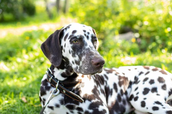 Portrait of beautiful dalmatian bitch on the garden.cute puppy Dalmatian for a walk in the Park.Summer portrait of cute dog with brown spots.