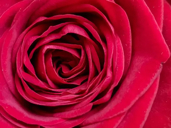 Schöne Nahaufnahme rote Rosen.Blühende leuchtend rote Blumen.Floral background.scarlet blühende Rosen — Stockfoto