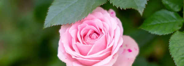 Rosa Rosen im Garten blühen. sanft rosa Rose auf grünem Blätterhintergrund. Grußkarte vorhanden. Web-Banner. Kopierraum — Stockfoto