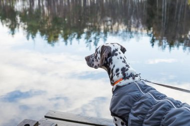 Dalmaçyalı Köpek Göl kenarında duruyor. Köpek kalın kıyafetler giyer. Büyük Köpek Esintileri. Gölde, ormanda, sonbahar havasında ceketli köpek yavrusu. Doğada evcil hayvan. Yağmurluklu Dalmaçyalı.
