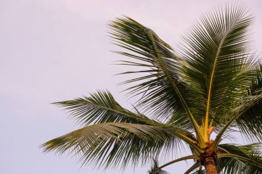 Plajda palmiye ağaçları olan tropik bir gün batımı. Hindistan cevizi ağaçlarının yumuşak ışık arka planı ya da klasik tarzı. Boşluğu kopyala