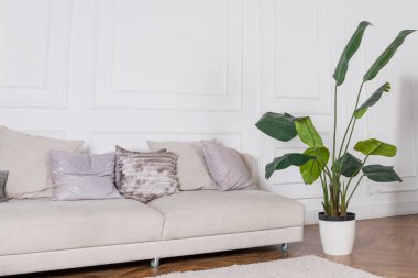 Pastel renklerde modern lüks daireler. Çok parlak bir oda, beyaz duvarlar, ahşap parke döşemeler. Bej renkli tekstil kanepe. Yerdeki saksıda bir ev bitkisi. Sıcak, aydınlık oturma odası