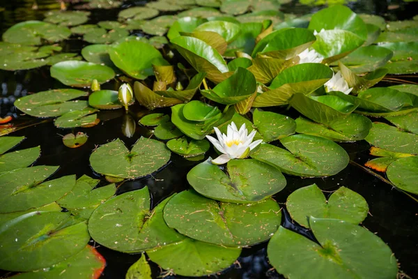 Világos zöld liliom párna borítja a felszínét egy tó.nyári folyó fehér liliomokkal.csendes nyári river.tó táj vízililiom.vízililiom lebeg egy kis tavon — Stock Fotó